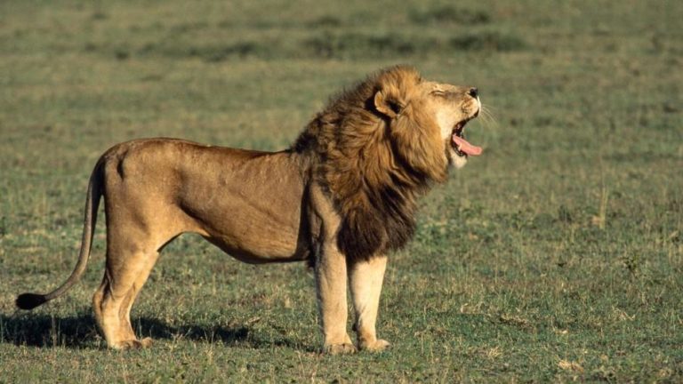 What do lions look like