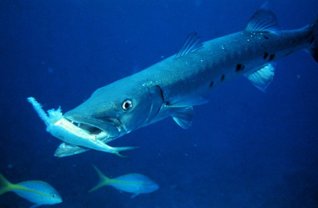 Facts About Barracudas