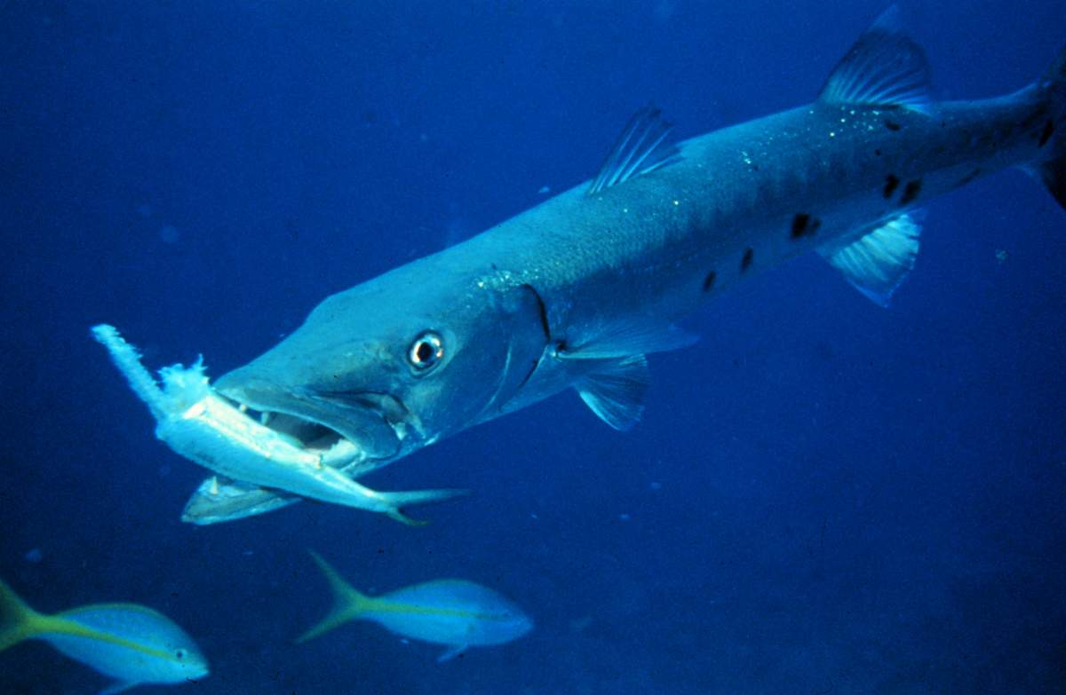 Facts about barracudas