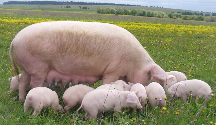 what-is-a-group-of-pigs-called