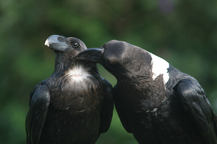 what-do-crows-symbolize