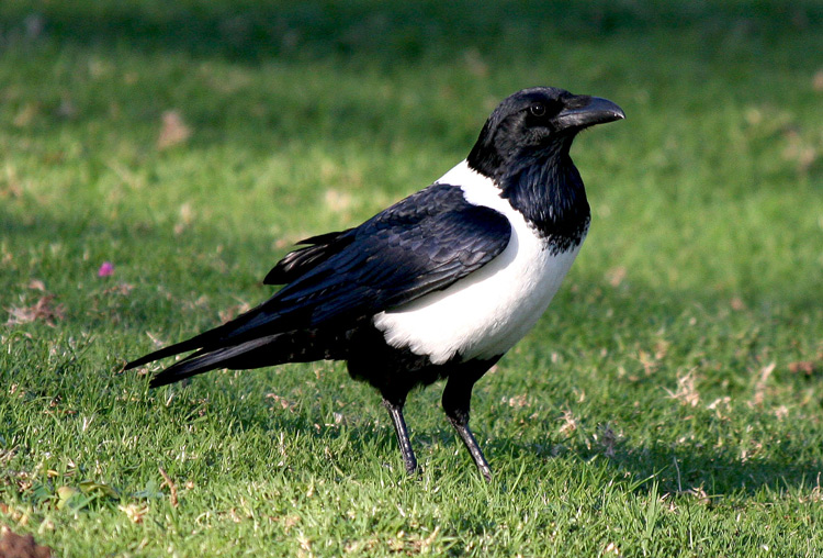 flock of crows called