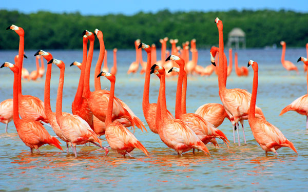 What Is A Flock Of Flamingos Called