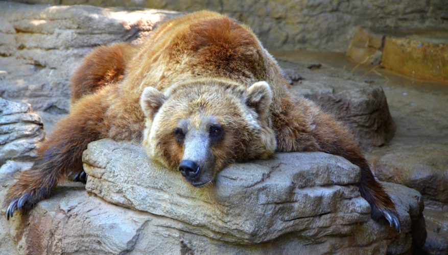 which animals hibernate in summer