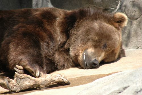 when-do-bears-hibernate