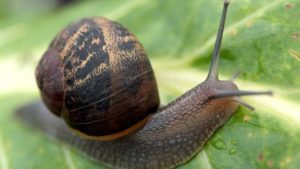 How do snails reproduce