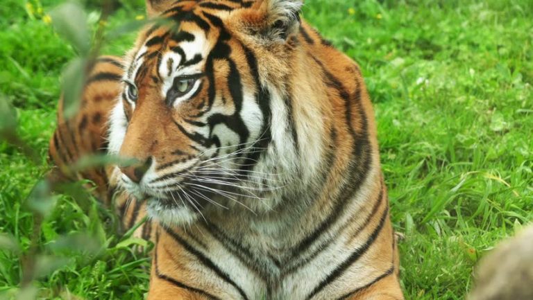 bengal-tiger-scientific-name