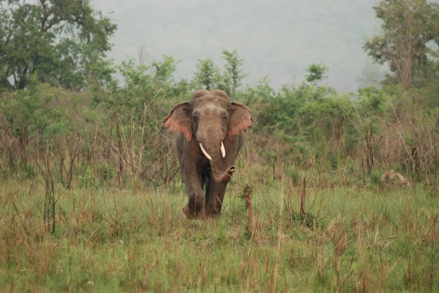 Why do elephants have big ears