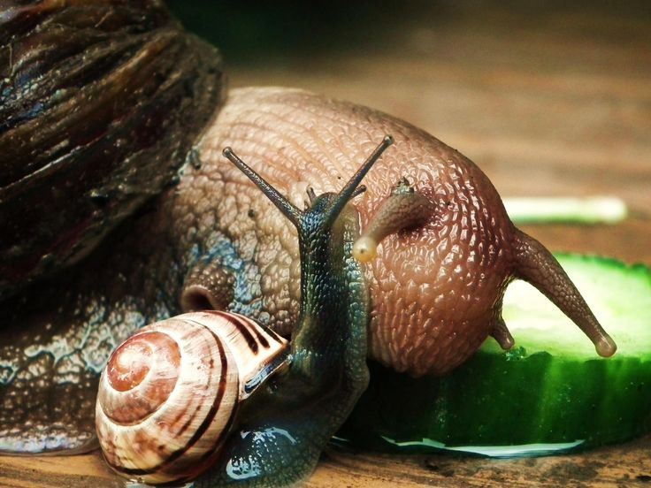 How Do Snails Get Their Shells