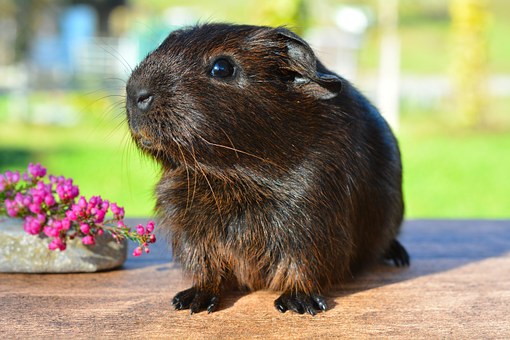 How Many Babies Do Guinea Pigs Have