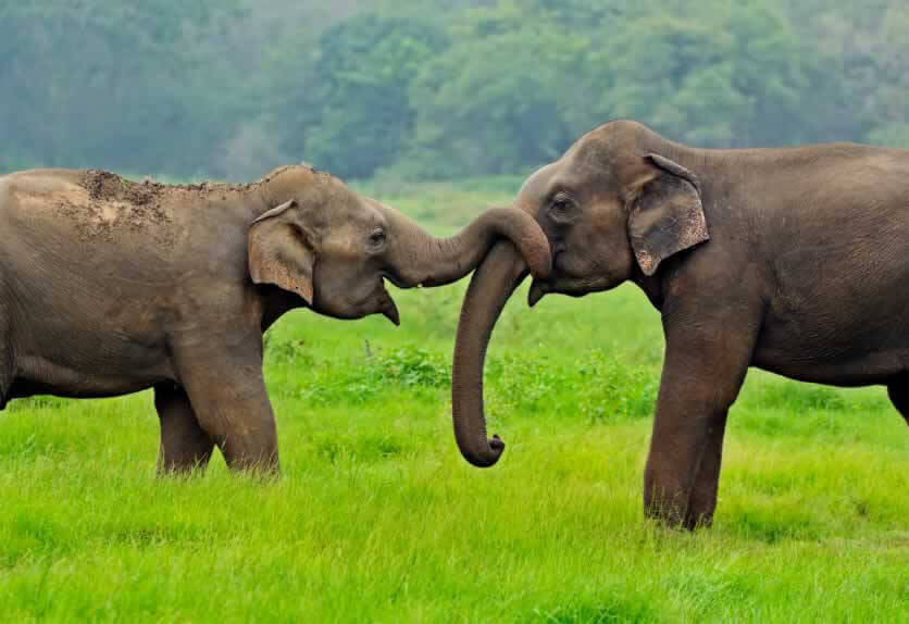 What Do Elephants Symbolize