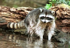 raccoon raccoons cruce jim eat meat