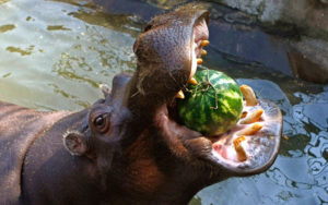 How long can hippos stay underwater