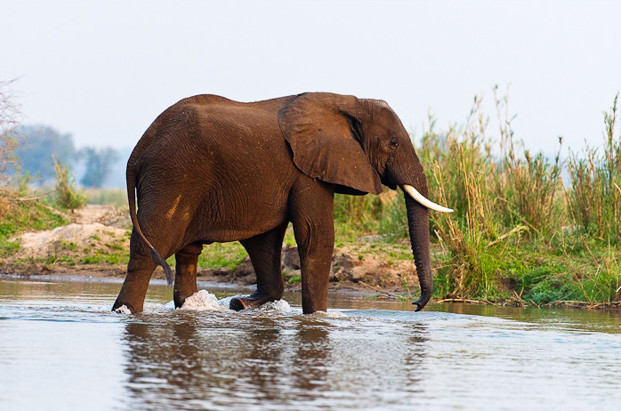 What Is A Female Elephant Called