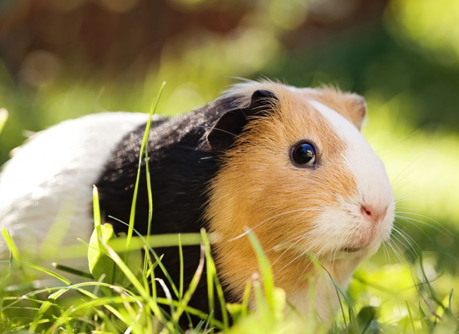 How Long Are Guinea Pigs Pregnant For How Long Are Guinea Pigs Pregnant For