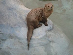 Sea otter scientific name