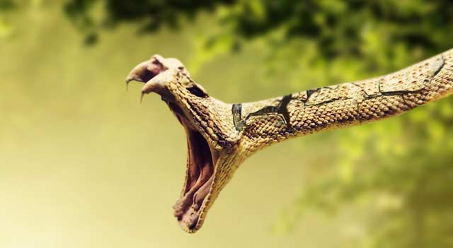 What Do Garden Snakes Eat