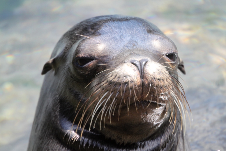 Sea lion vibrator