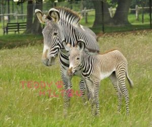 baby spotted zebra