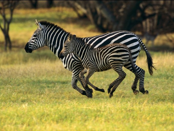  What Is A Group Of Zebras Called 