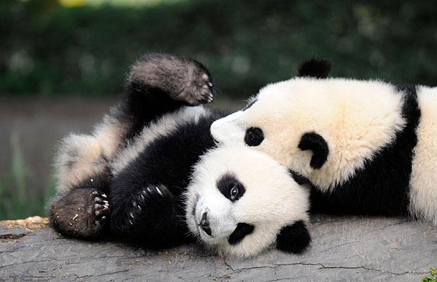Giant Panda Endangered Giant Panda Endangered