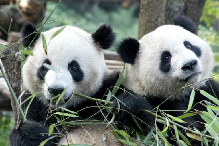 do pandas hibernate like bears