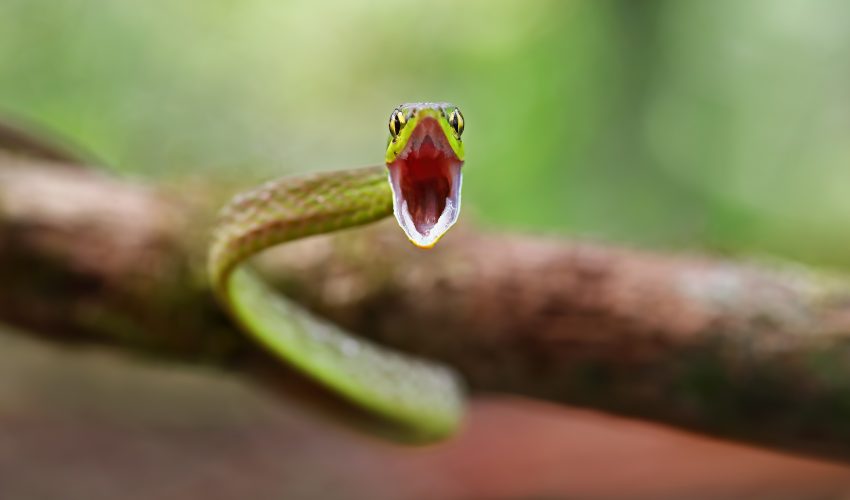 Do Garden Snakes Bite