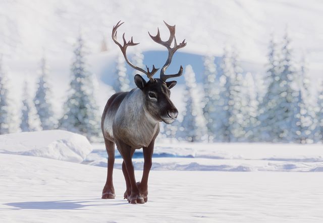 25-interesting-facts-about-reindeer
