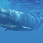 What do sperm whales eat ?