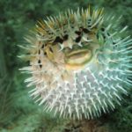 What do puffer fish eat ?