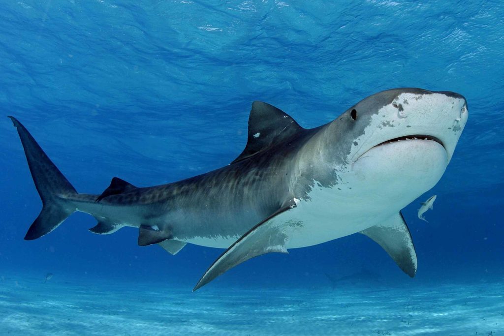 What do tiger sharks eat