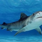 What do tiger sharks eat ?