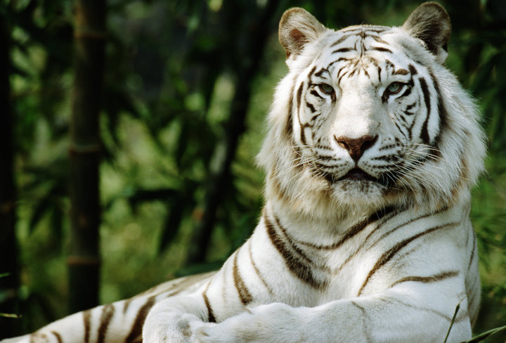 What do White Tigers eat ?
