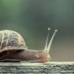 What do snails eat ?