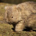 What do Wombats eat ?