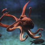 What do octopus eat ?