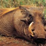 What do Warthogs eat ?