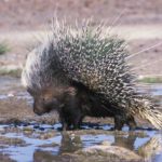 What do porcupines eat ?
