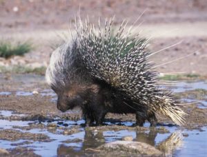 porcupines eat admintag june april