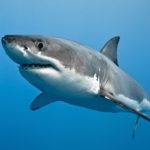 What do great white sharks eat ?