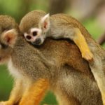 What do squirrel monkeys eat ?