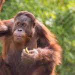 What do Orangutans eat ?