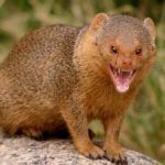 What do mongoose eat ?