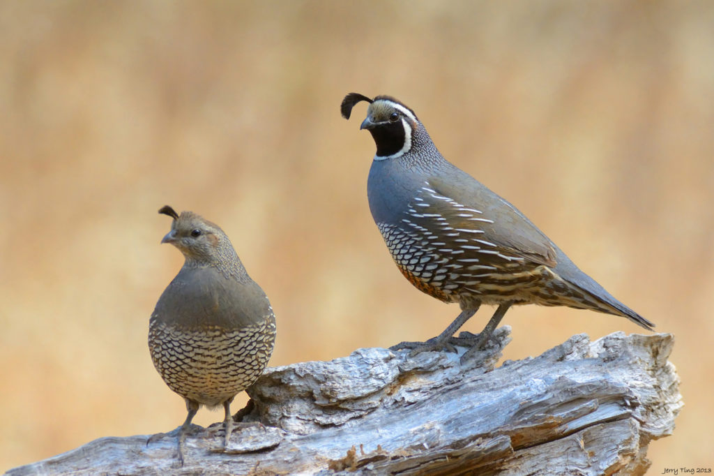 What Quail Eat In The Wild