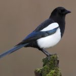 What do magpies eat ?