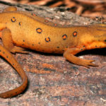 What do newts eat ?