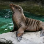 What do Sea Lions eat ?