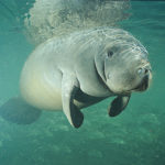 What do manatees eat ?