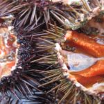 What do sea urchins eat ?