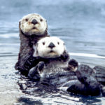 What do Sea otters eat ?